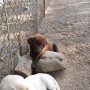 chocolate pup on rocks-1