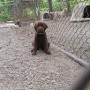 chocolate pup posing