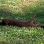 chocolate pup relaxing in the yard