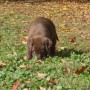 chocolate pup sniffing the grass