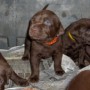 chocolate pup standing-1