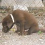 chocolate pup