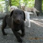 chocolate pup