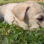 great pic yellow pup in yard