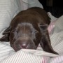 newborn chocolate