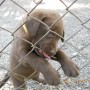 pup chewing the fence