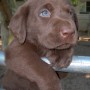 pup hanging on fence-3