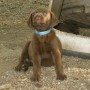 pup howling