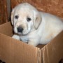 pup in box-1