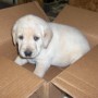 pup in box