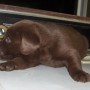 pup on dryer