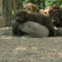 pup on rock