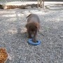 pup playing w-toy