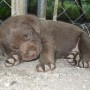 pup sleeping-2