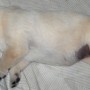 pup-sleeping-3