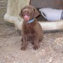 pup yawning