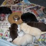 puppies eating