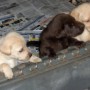 puppies haning out-4