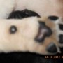 puppy paws