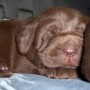 puppy sleeping-7