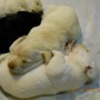 pups-1