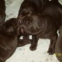 pups-2-wks