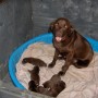 pups-2