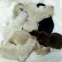 pups-2