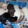 pups eating-2