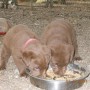 pups eating