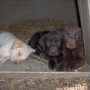 pups hanging out in kennel