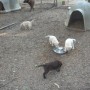 pups in play area