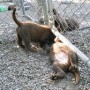 pups playing by fence-2