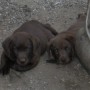 pups sitting next to each other