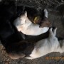 pups sleeping-1