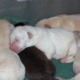 pups sleeping-2