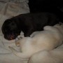 pups sleeping-2