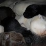 pups sleeping-3