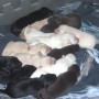 pups sleeping-4