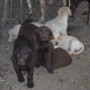 pups together-1