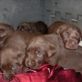 pups upclose-2