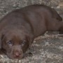 upclose face pic pup relaxing