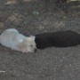 yellow-choco pup laying down