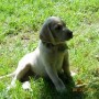 yellow male-sitting up