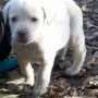 yellow pup 8-weeks-7-lbs