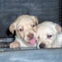 yellow pup giving other pup kiss