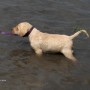 yellow pup in water-2