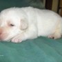 yellow pup on blanket