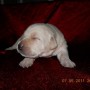 yellow pup on red blanket-7