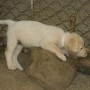 yellow pup on rock